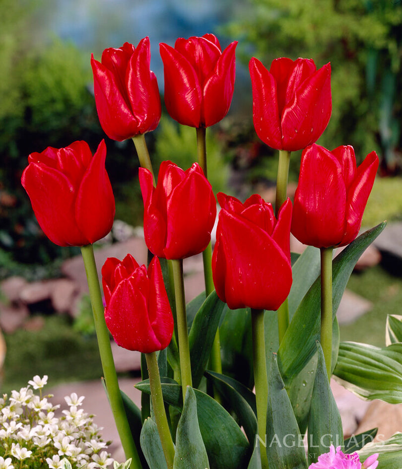 Ile de France Triumph Tulip Flower Bulbs