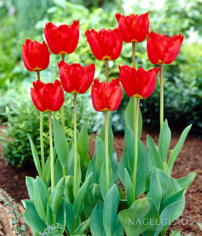 Crystal Beauty Fringed Tulip Flower Bulbs