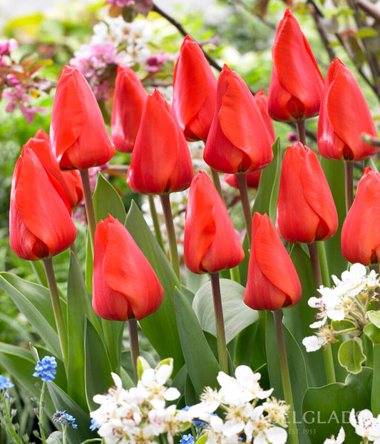 Lalibela Darwin Tulip Flower Bulbs