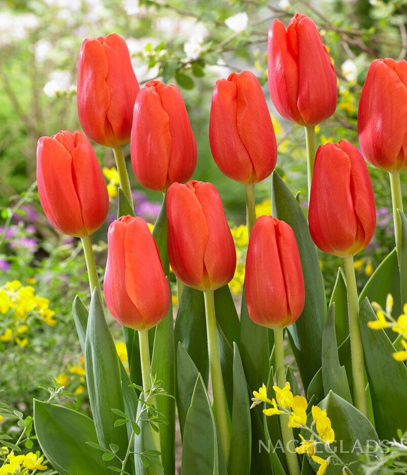 Orange Juice Triumph Tulip Flower Bulbs