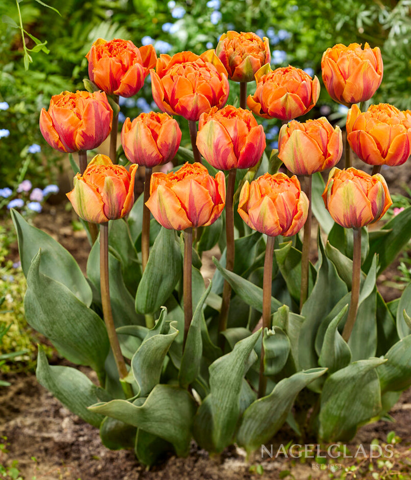 Orange Princess Double Tulip Flower Bulbs