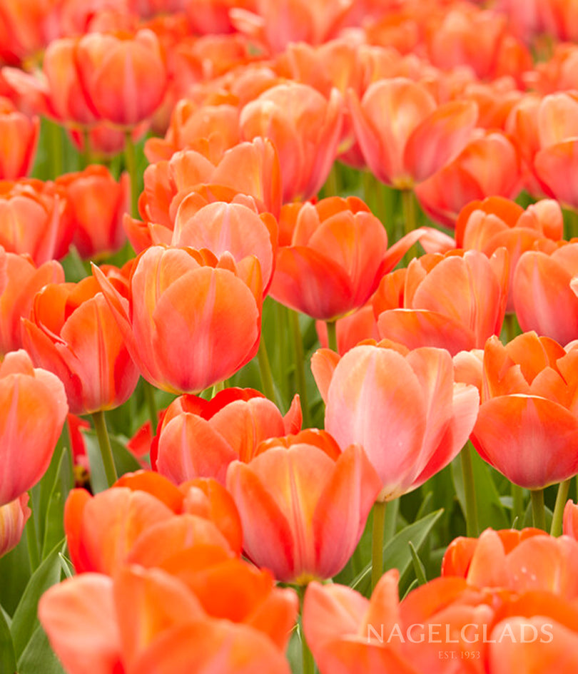 Orange van Eijk Darwin Tulip Flower Bulbs