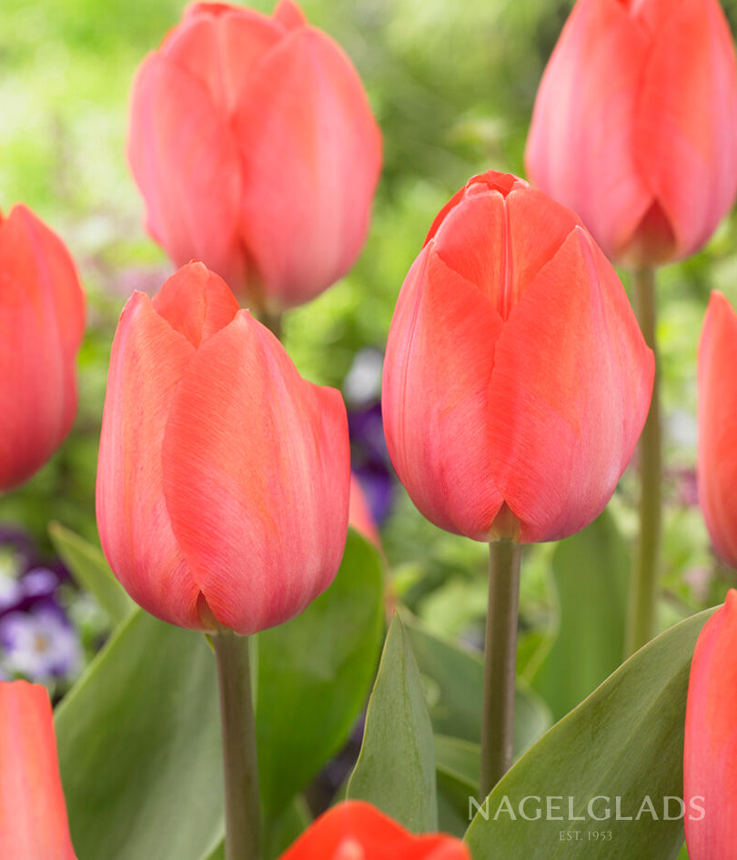 Orange van Eijk Darwin Tulip Flower Bulbs