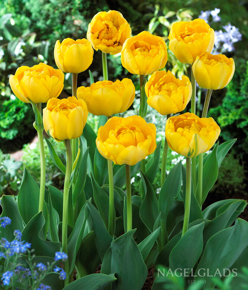 Yellow Pomponette Double Tulip Flower Bulbs