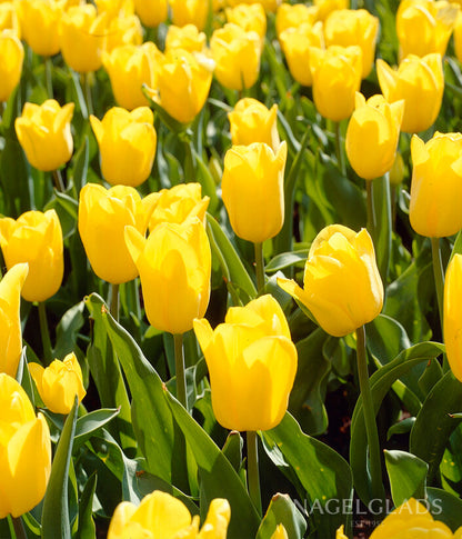 Strong Gold Triumph Tulip Flower Bulbs