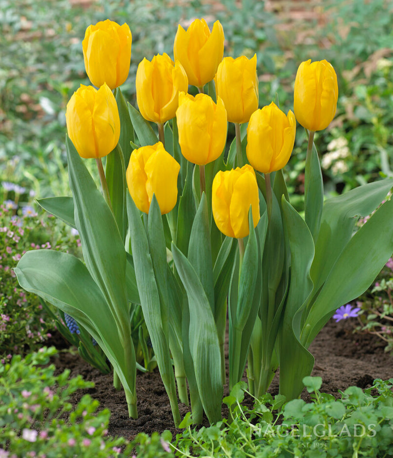 Strong Gold Triumph Tulip Flower Bulbs