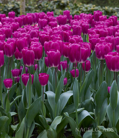 Purple Flag Triumph Tulip Flower Bulbs