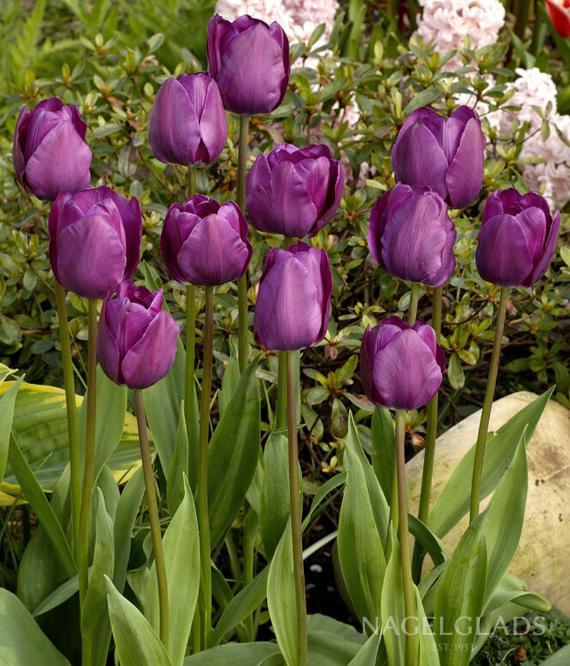Negrita Triumph Tulip Flower Bulbs