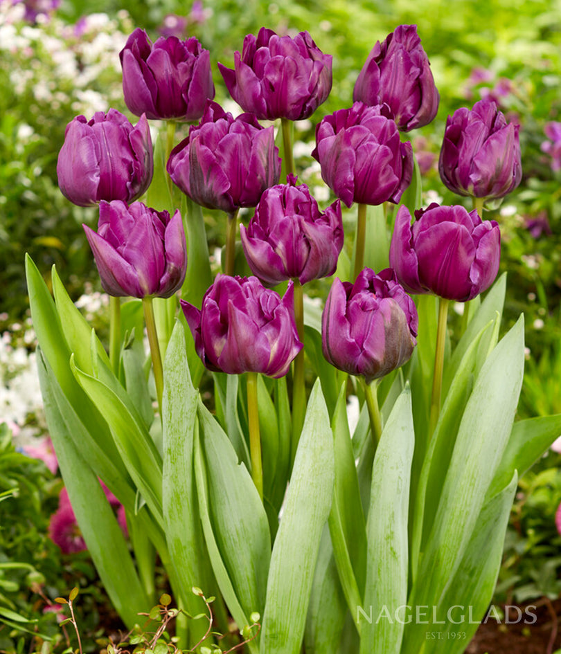 Negrita Double Tulip Flower Bulbs