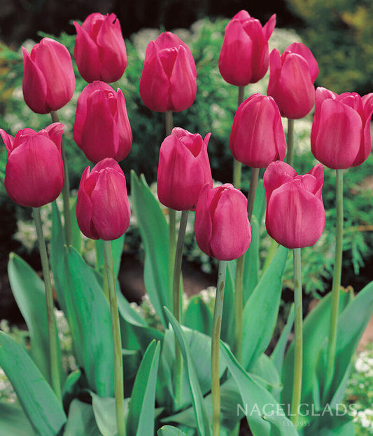 Don Quichotte Triumph Tulip Flower Bulbs