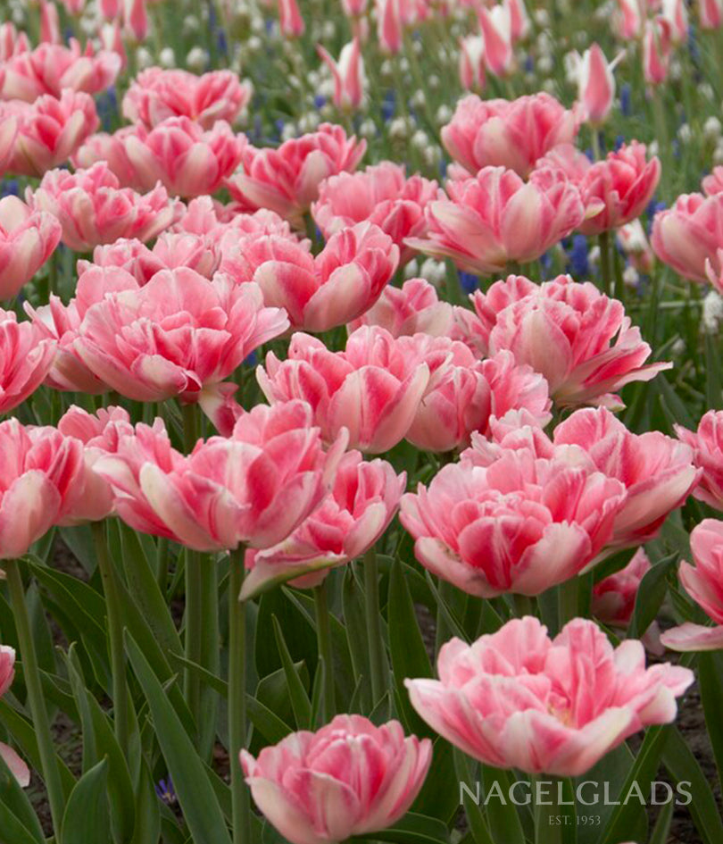 Foxtrot Double Tulip Flower Bulbs