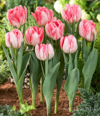 Foxtrot Double Tulip Flower Bulbs