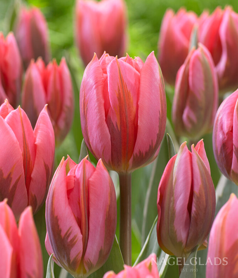 Pretty Princess Tulip Flower Bulbs
