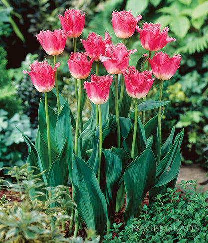 Fancy Frills Fringed Tulip Flower Bulbs