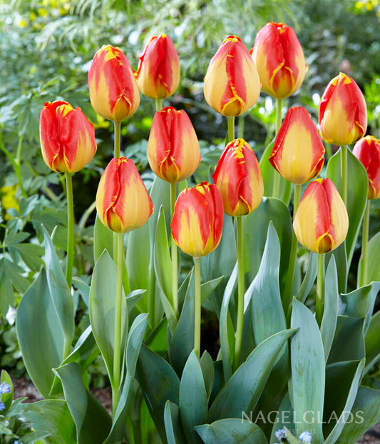Banja Luka Darwin Tulip Flower Bulbs