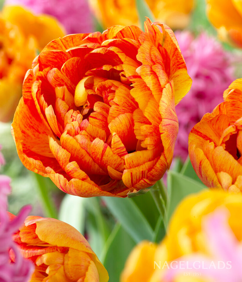 Sunlover Double Tulip Flower Bulbs