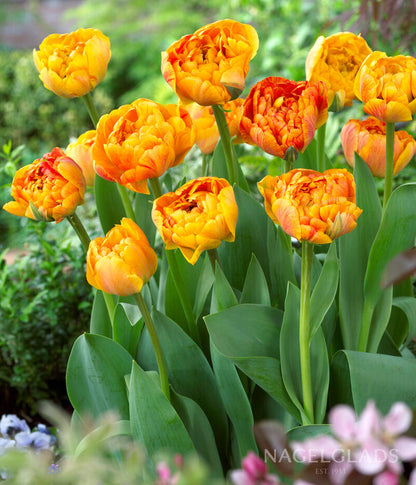 Sunlover Double Tulip Flower Bulbs