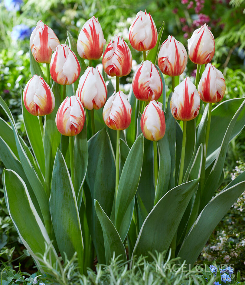 Happy Generation Triumph Tulip Flower Bulbs