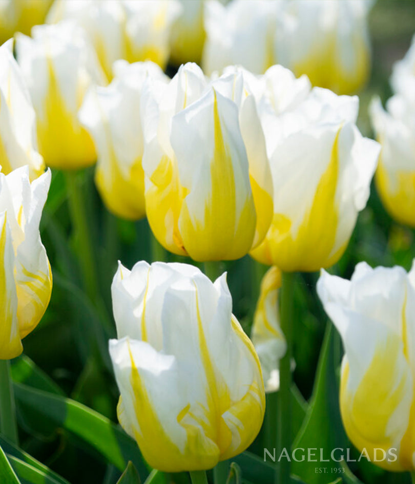 Flaming Agrass Triumph Tulip Flower Bulbs