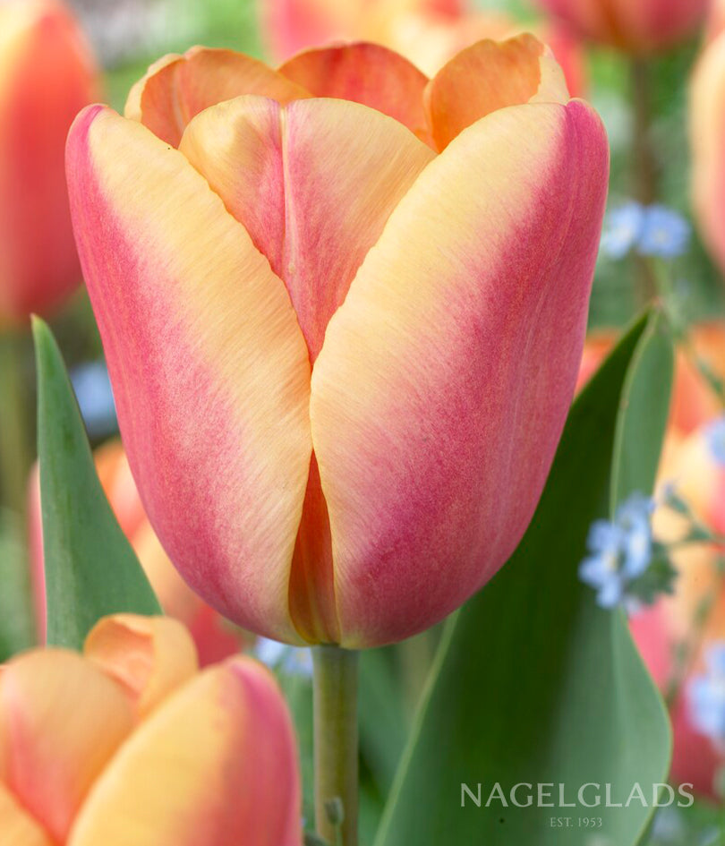 Apricot Foxx Triumph Tulip Flower Bulbs