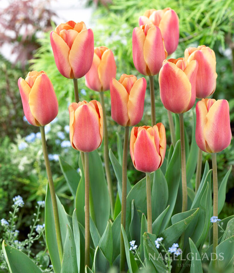 Apricot Foxx Triumph Tulip Flower Bulbs