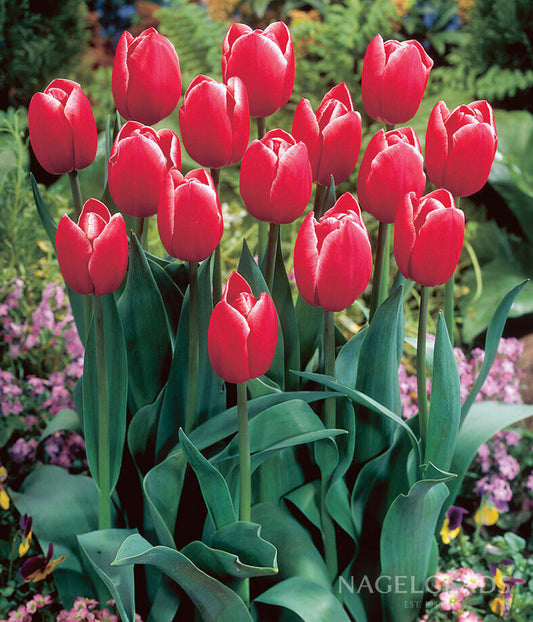 Kung Fu Triumph Tulip Flower Bulbs