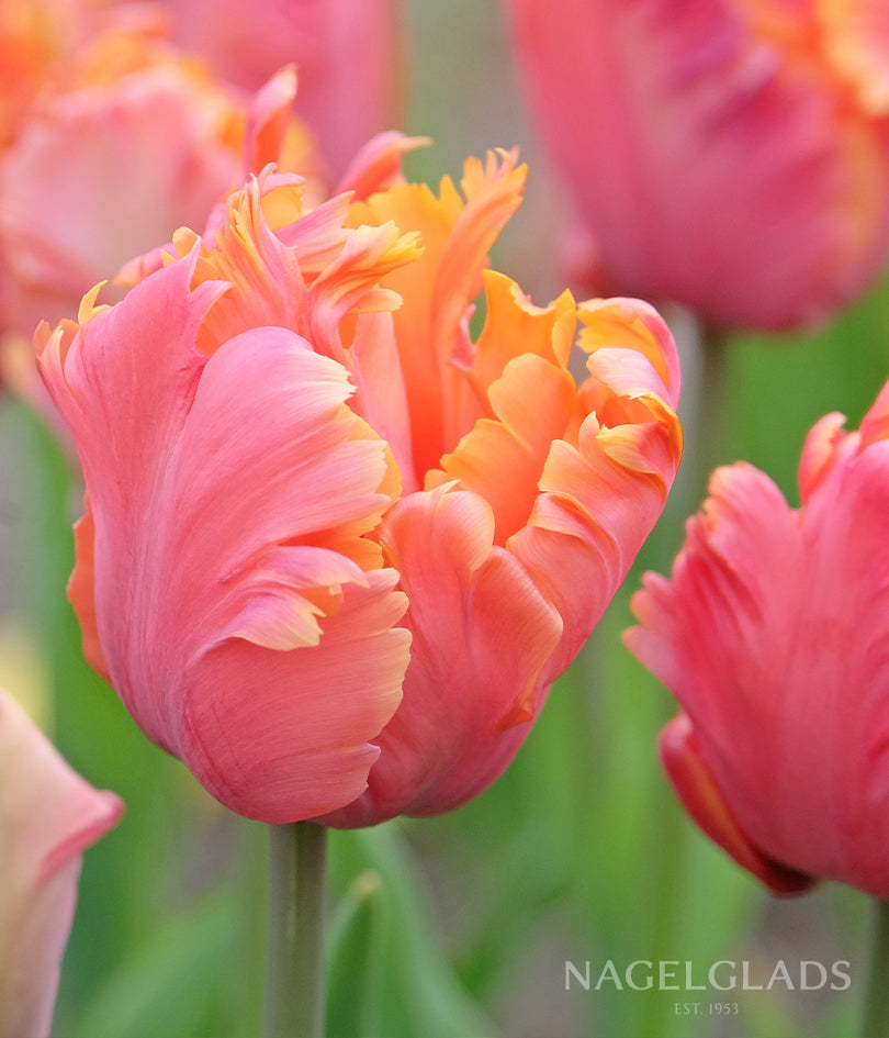 Amazing Parrot Tulip Flower Bulbs