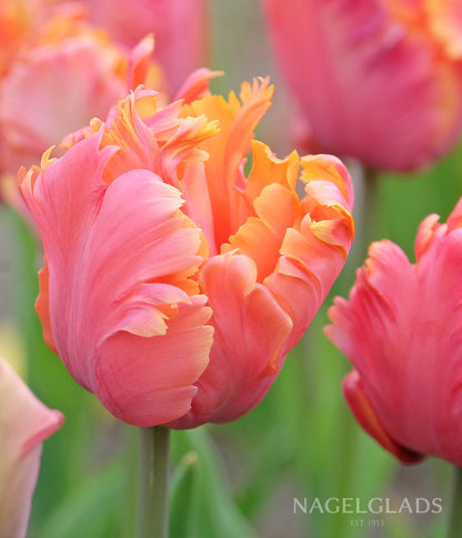 Amazing Parrot Tulip Flower Bulbs