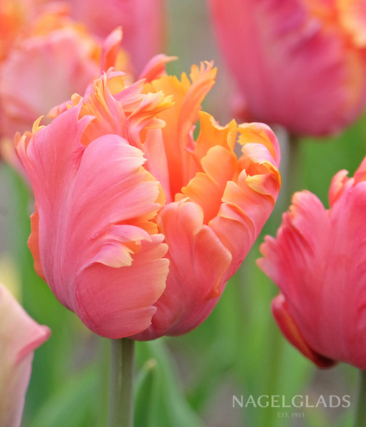 Amazing Parrot Tulip Flower Bulbs