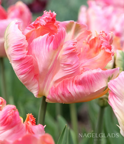 Apricot Parrot Tulip Flower Bulbs