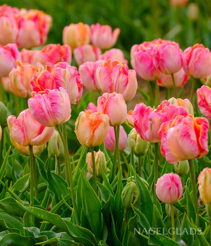Apricot Parrot Tulip Flower Bulbs