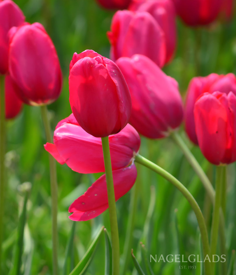 Barcelona Tulip Flower Bulbs