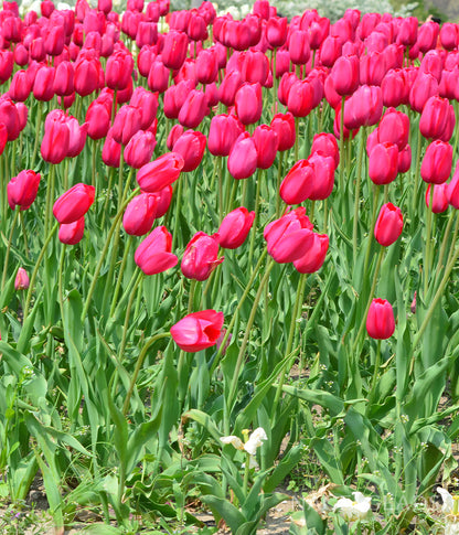 Barcelona Tulip Flower Bulbs
