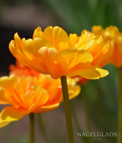 Charming Beauty Tulip Flower Bulbs