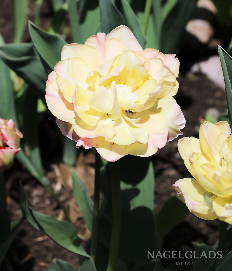 Charming Lady Tulip Flower Bulbs
