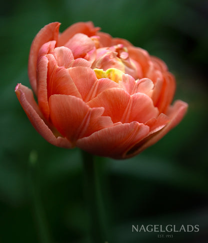 Copper Image Tulip Flower Bulbs