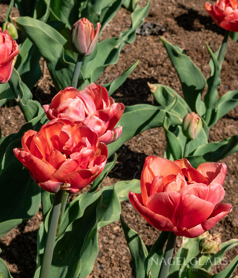 Copper Image Tulip Flower Bulbs