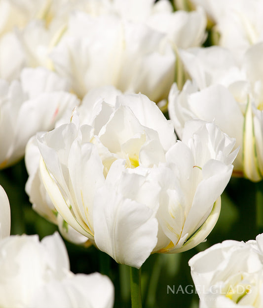 Exotic Emperor Tulip Flower Bulbs