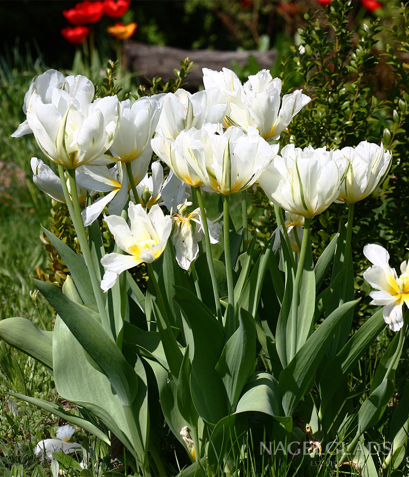 Exotic Emperor Tulip Flower Bulbs