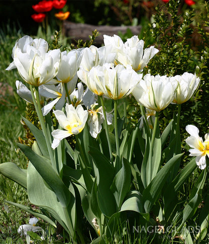 Exotic Emperor Tulip Flower Bulbs
