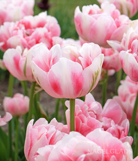 Finola Tulip Flower Bulbs