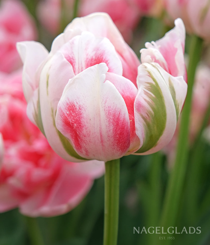 Finola Tulip Flower Bulbs