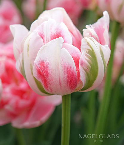 Finola Tulip Flower Bulbs