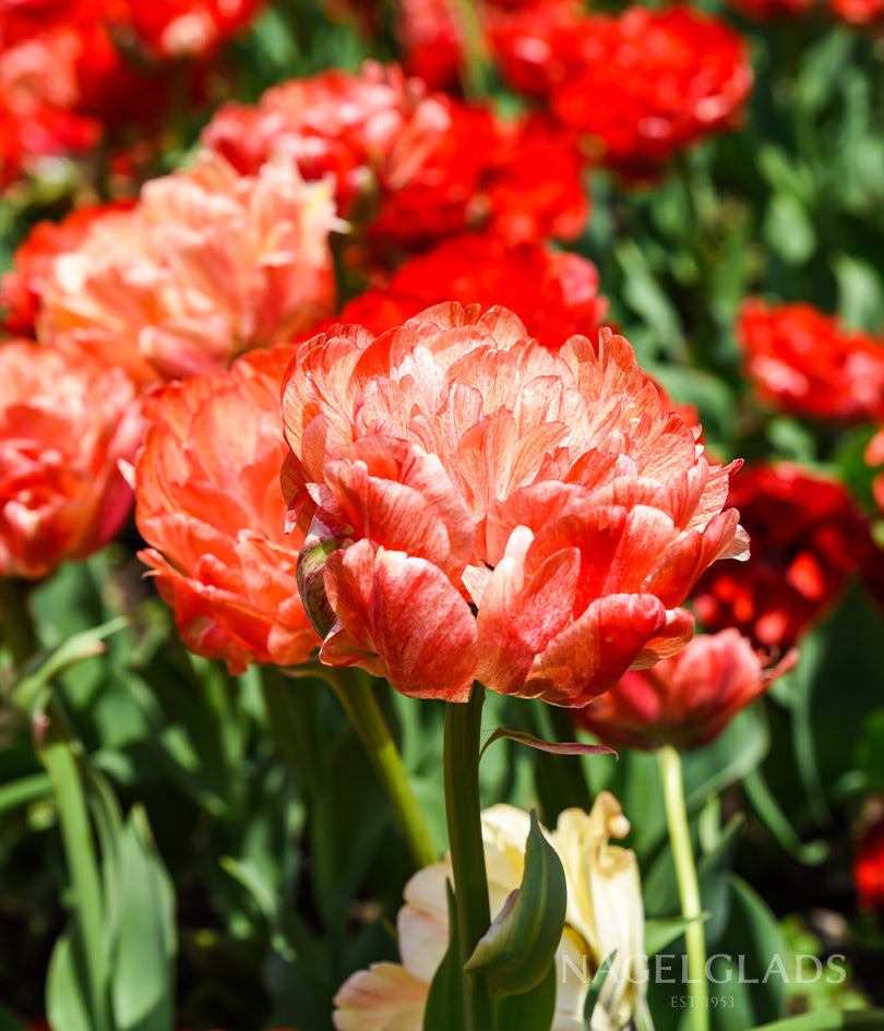Gudoshnik Double Tulip Flower Bulbs