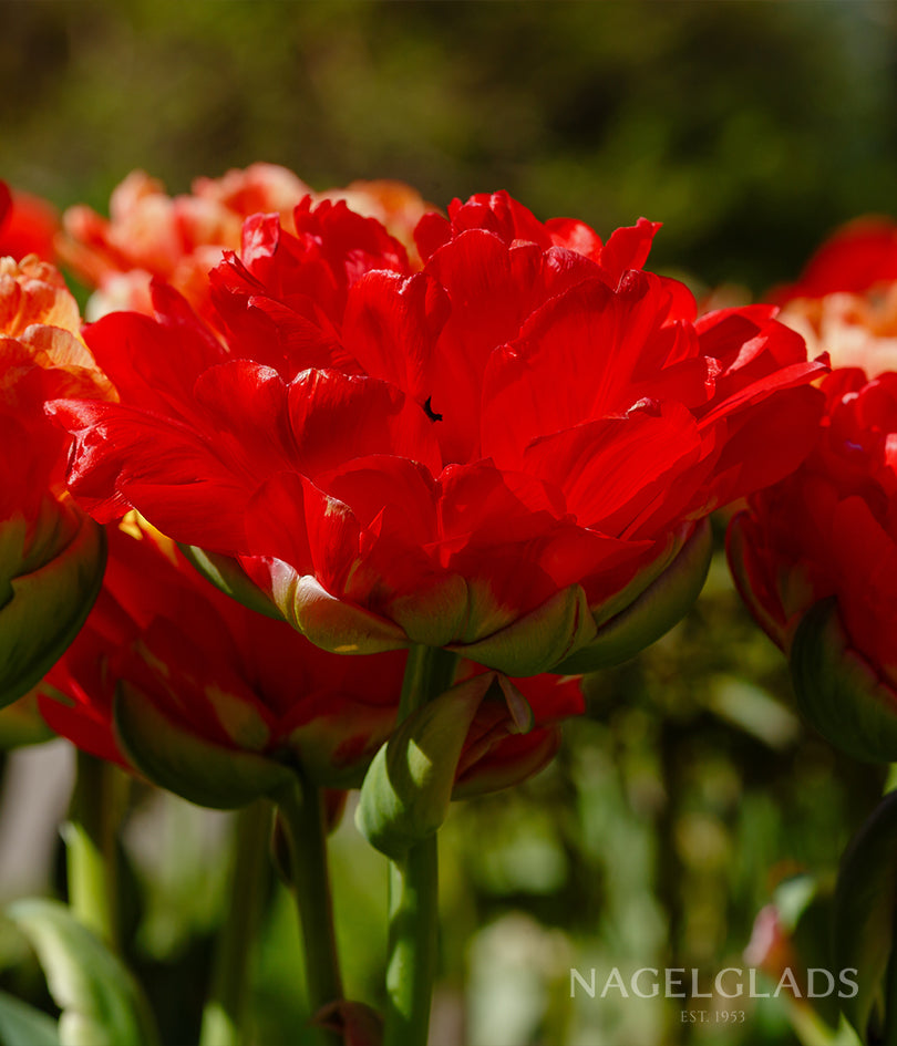 Gudoshnik Double Tulip Flower Bulbs