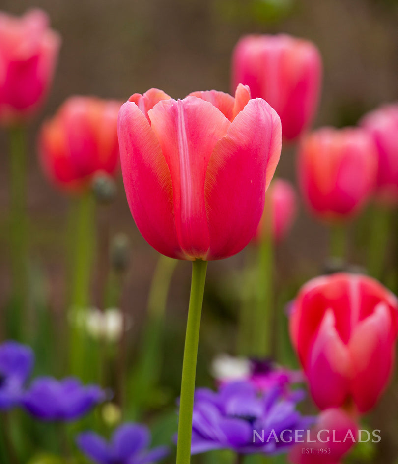Menton Tulip Flower Bulbs