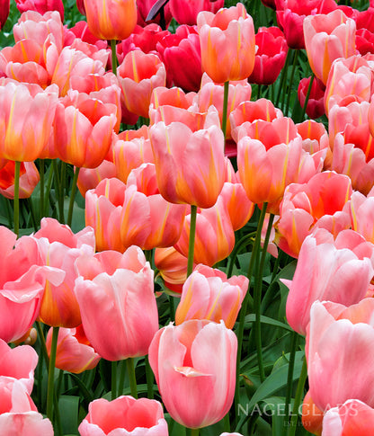 Menton Tulip Flower Bulbs