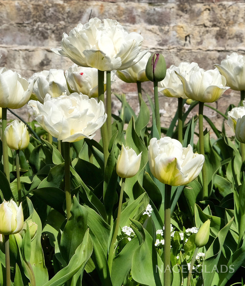 Mount Tacoma Tulip Flower Bulbs