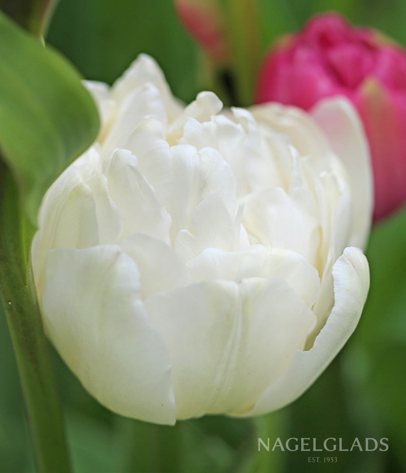 Mount Tacoma Tulip Flower Bulbs