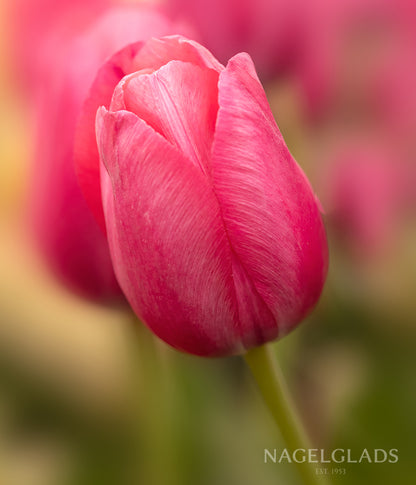 Renown Unique Tulip Flower Bulbs